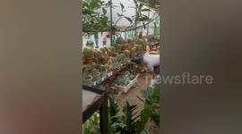 Deadly cobra found hiding under pots of cactus plants