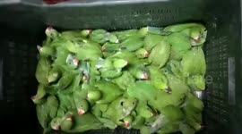 800 caged birds seized from houses of southern India