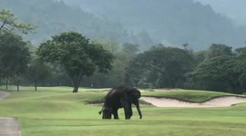 Adorable moment mother elephant and baby walk across golf course
