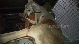 Two arrested for trying to smuggle kangaroo in eastern India
