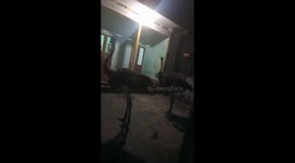 Vietnamese family hides in home after four escaped OSTRICHES appear in their garden