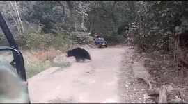 When the hunted becomes the hunter: Tiger chased by bear at Ranthambore tiger reserve in India