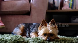 Tiny pooch saves owner's life after jumping on her chest to alert her to cancerous lump