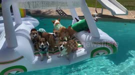 Corgis playing on a raft at a spring pool party