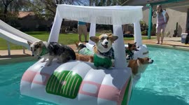 Corgis ride a raft in a swimming pool in Arizona