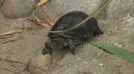 Find out why the San Diego Zoo is efforting to save this pond turtle