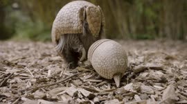 Adorable baby armadillo has tough morning