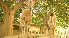 Baby goats have time of their lives