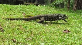 Giant Lizard at Cataratas do Iguaçu - Foz do Iguaçu, State of Paraná, Brazil