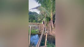 Adorable pet Siberian Husky is scared of crossing narrow bamboo bridge