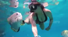 Fish 'kisses' tourist while she's snorkelling on Philippine holiday island
