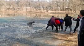 Chinese residents use fishing net to pull trapped deer out of frozen lake