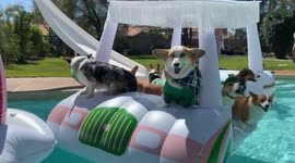 Corgis chill on a floating car on a pool in Arizona ahead of St Patrick's Day