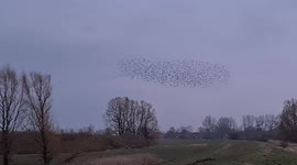 Starling birds in a crowd before sunset.