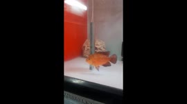 The fish attacked the mirror because it saw its shadow in the mirror