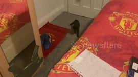 Super Cute KItten Playing with Toys
