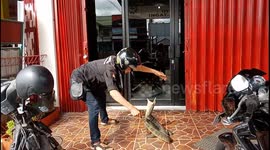 Monitor lizard removed from fermented milk store in Indonesia