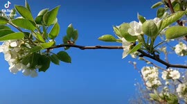 Spring and flower blossoming in Islamabad, Pakistan March 2022