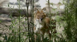 Come Explore a New Habitat For These Pack of Dholes