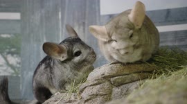 Chinchilla are lovable despite gruff demeanor