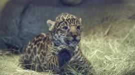 Every birth is important for jaguars to survive