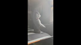Miniature poodle Sammy sits on hind legs with front legs up while he looks out the window