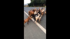 The goats escaped death when crossing the road with many trucks passing by