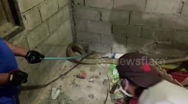 Huge cobra found under family's living room chair