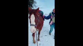 Little girl falls asleep on a horse trailride in snowy fairyland