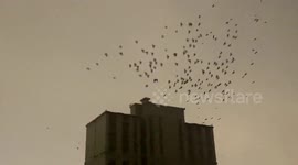 Ominous scene as murder of crows hover above Chinese city