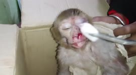Electrocuted young monkey saved by Good Samaritans in central India