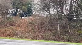 Police chase was captured on video after five SHEEP escaped onto a main road.