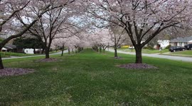 Under Cherry Blossoms in Spring
