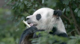 Gao Gao the giant panda loves when his zookeepers make bamboo bread