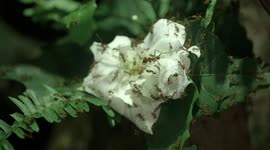 Leaf cutter ants feeding is fascinating and frightening