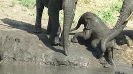 Adorable moment mother elephant helps her baby climb slippery bank