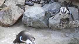 Adorably quirky African penguins will have you smiling