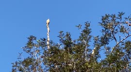 A lone Hawk watches over his domain at a local golf course while other birds fly around!!!
