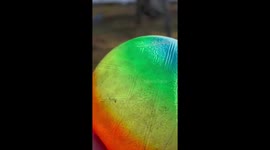 Cute miniature poodle named Sammy runs around in a muddy backyard chasing his colorful ball