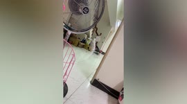 Hungry pet cat races to owner after hearing him shake box of anchovies