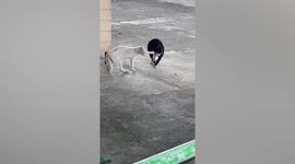 Bully cat places paw on head of another feline to silence them