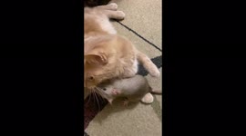 Meet the cat that is best friend with a RAT