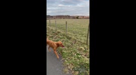 'Sporty Labrador channels her inner kangaroo by flawlessly leaping over wire fence '