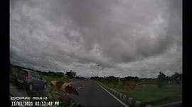 WTF MOMENT: Reckless driver hits a stray cow on the Indian highway that it did a 360 before fell onto the ground (Dashcam Video)
