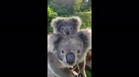 Adorable scene as mother koala and joey stare at camera 'in awe'