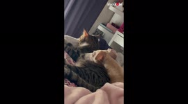 'Playful dog LOVES to tease the kitten its owner brought home during the lockdown
'