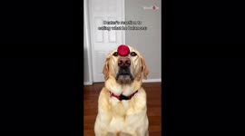 'Uber-talented dog tries catching food items in his mouth after flipping them off his head 
'