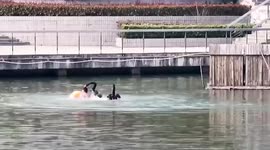 University student attacked by black swan when swimming in lake in China