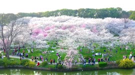 Stunning drone footage showcases sea of blooming cherry blossoms in China