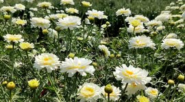 Beautiful white flower flowers close up in bloom outdoor in wind
